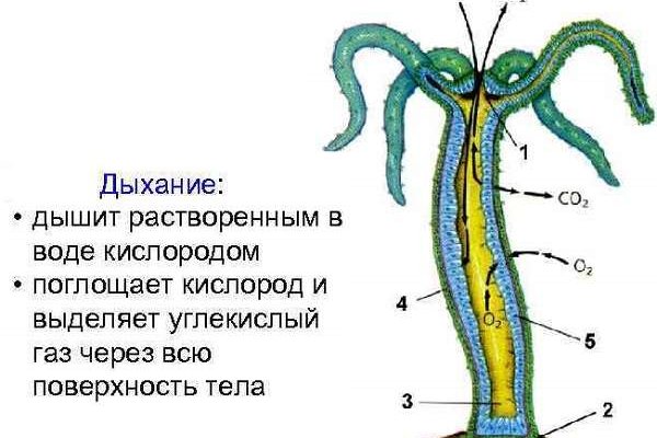 Кракен сайт ссылка настоящая